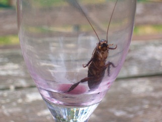cockroach in cup.jpg
